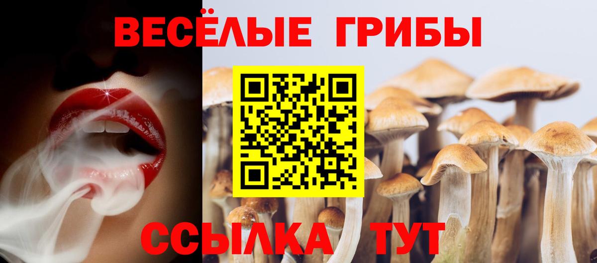 Ярцево  Псилоцибиновые грибы мицелий  Вход с VPN  Псилоцибиновые грибы Psilocybe 